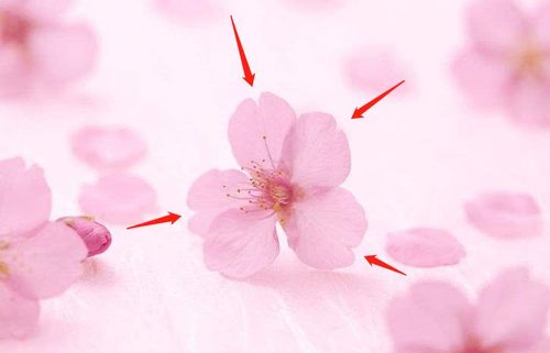 樱花桃花杏花梨花,你分清