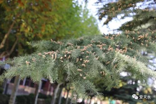 【罕见】60年树龄雪松开花了!你见过吗?就在咱天水!
