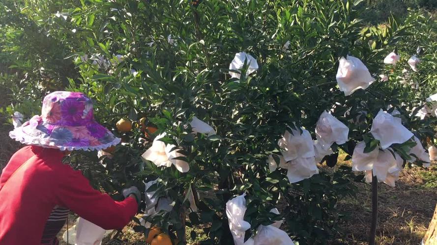 现货一件代发四川蒲江果园现摘现发 春见耙耙柑 新鲜水果批发包邮