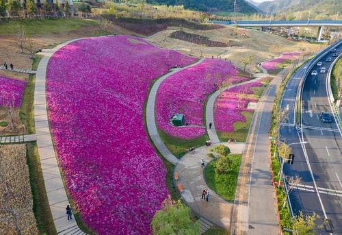 济南龙鼎大道大片福禄考花盛开美丽的花海奇观成了网红打卡地