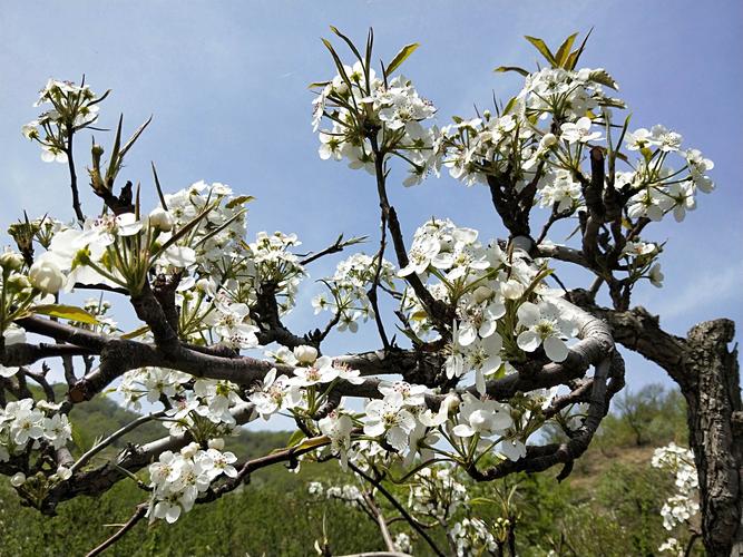 抚顺梨花谷景区