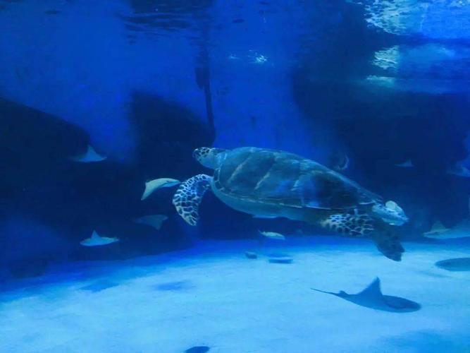 (导游实拍)泉城极地海洋世界