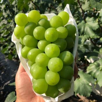 提子葡萄奶油新鲜现摘当季水果5斤葡萄提子