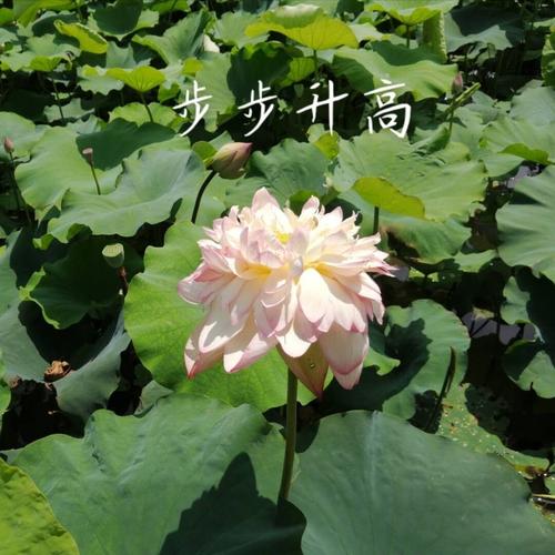 全国大妈通用头像_通用_素材_头像