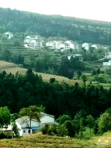 广元大石山园村万亩芍药花海