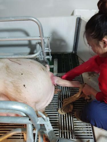 母猪在产仔的过程中,可能会出现难产,需要进行助产,但是在助产的过程