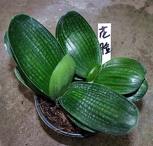 鞍山君子兰 高档圆头宽叶元宝君子兰直板君子兰宽叶和尚君子兰苗