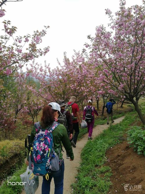 四明山(大岚镇)余姚赏樱花2019-04-13 徒步未命名