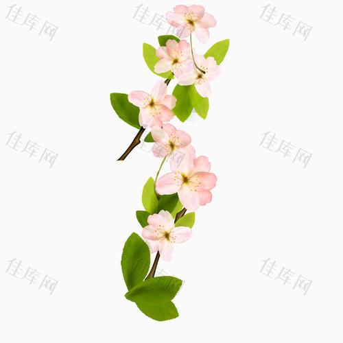 手绘桃树 手绘桃花 花朵 花卉植物 粉色花朵 桃