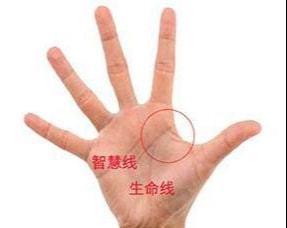手相的掌肉比较厚实,而且金星丘也比较饱满,如能坚持努力的话,是会有
