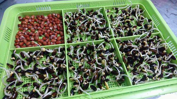 黑豆苗如何种植黑豆苗的种植方法
