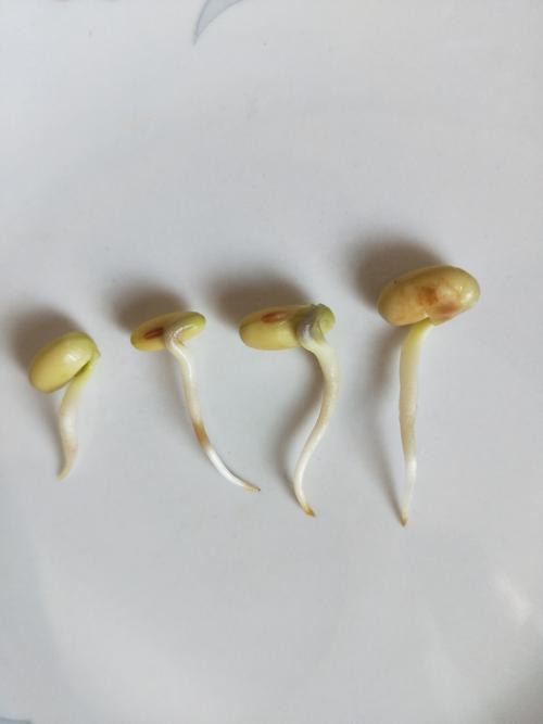 观察黄豆发芽的过程