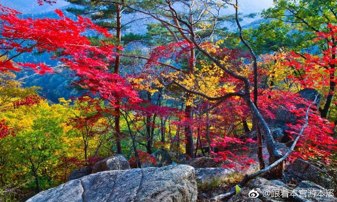 正是一年好去处##不负红叶恋本溪
