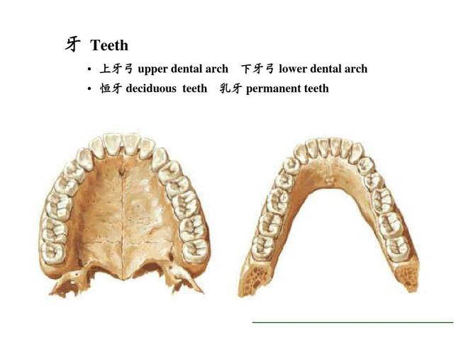 牙 teeth   上牙弓 upper dental arch   恒牙 deciduous teeth 下牙
