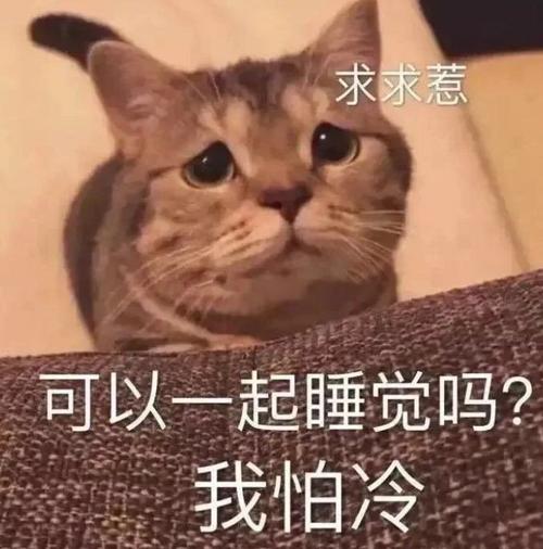 萌宠表情包:天冷了,要一起睡觉觉吗?