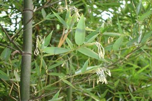 俗语"竹子开花,赶紧搬家",此话并非是迷信,是有事实依据的!