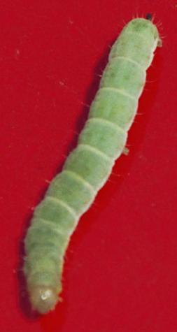 (十一)棉铃虫/烟青虫 棉铃虫与烟青虫是同科同属的近似种,形态极相似