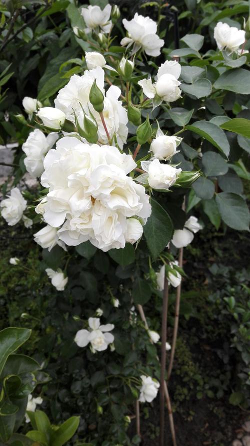 白玫瑰花朵簇簇,含苞欲放.