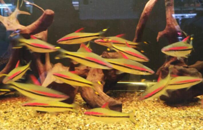 道人一眉热带观赏鱼之王活体鱼缸水族箱红眉草缸群鱼