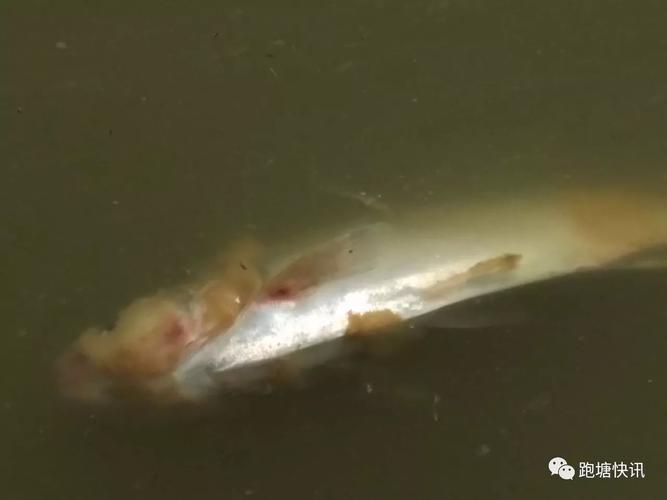 杀灭底泥中的水霉休眠孢子;(2)精细操作,减少鱼体出现伤口的机率