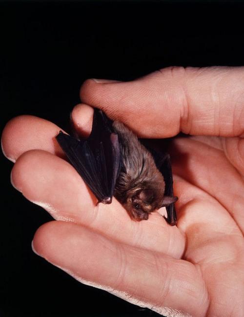 翼手目·混合蝠科:猪鼻蝠(蝴蝶蝠)