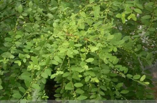 白饭仔清热解毒,是一味老少咸宜的中草药;白饭仔煲土鸡无论是跋山还是