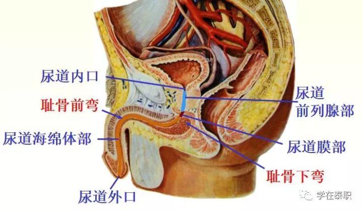 例题:关于男性尿道的描述正确的是 a.有两个狭窄  b.