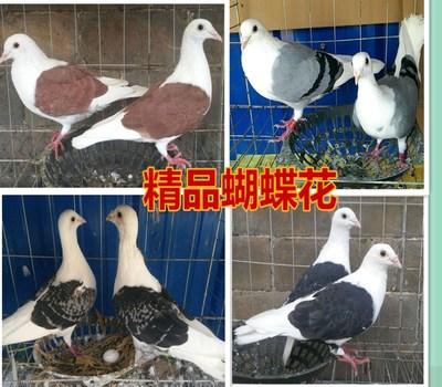 观赏鸽淑女围脖两头乌蝴蝶花秀两头红蛇头点子活体一对信鸽笼包邮