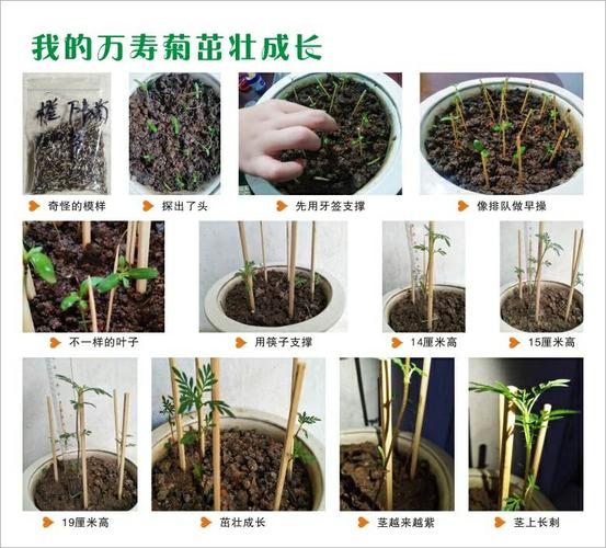 万寿菊生长过程