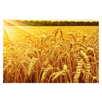金色麦田秋天丰收图麦穗美景田野自然风景金黄秋收装饰挂画贴画 l 17