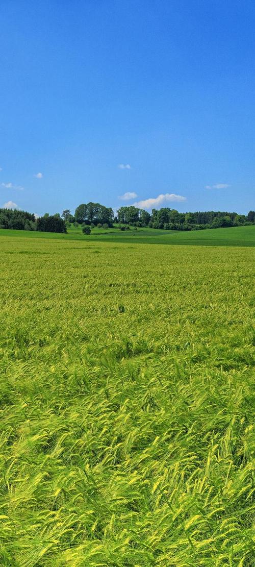 全面屏壁纸高清蓝天绿地