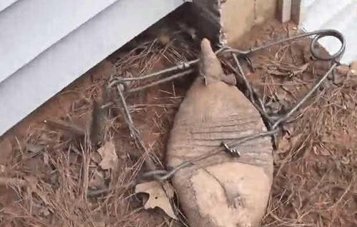 菜园发现超大老鼠洞,找来捕兽夹放门口,隔天抓获一大宝贝!