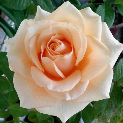 玫瑰花苗四季开花不断蜜桃雪山月季香水月季花苗大花浓香月季花苗