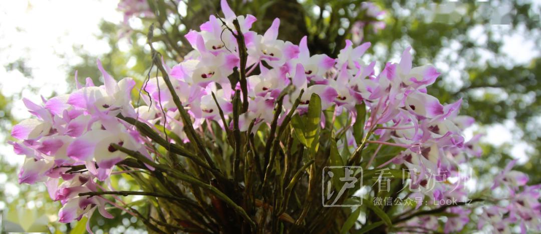 泸州8000亩金钗石斛花开成"海"丨网友:这就是山里的花