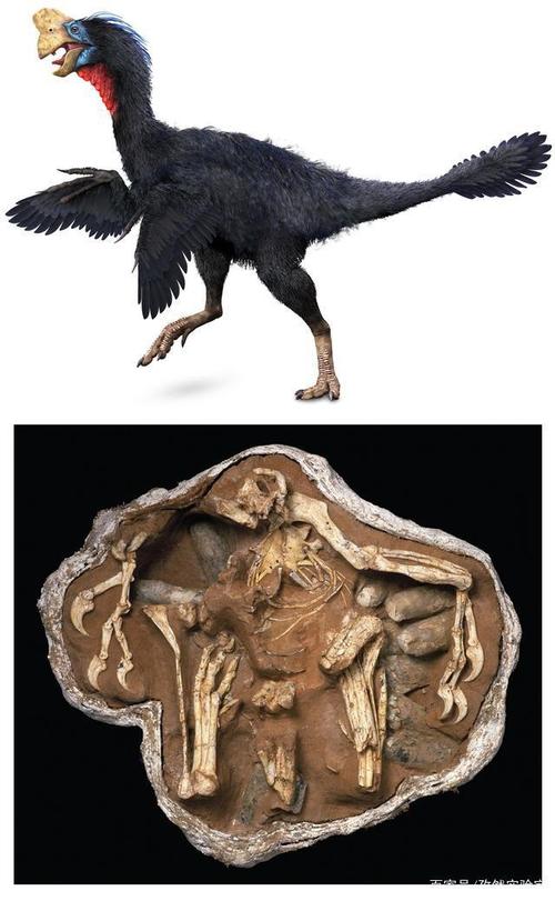 越来越多的证据表明,大多数恐龙都长有羽毛