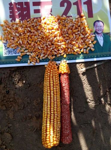 鸿翔高产玉米新品种——翔玉211强势登陆山西