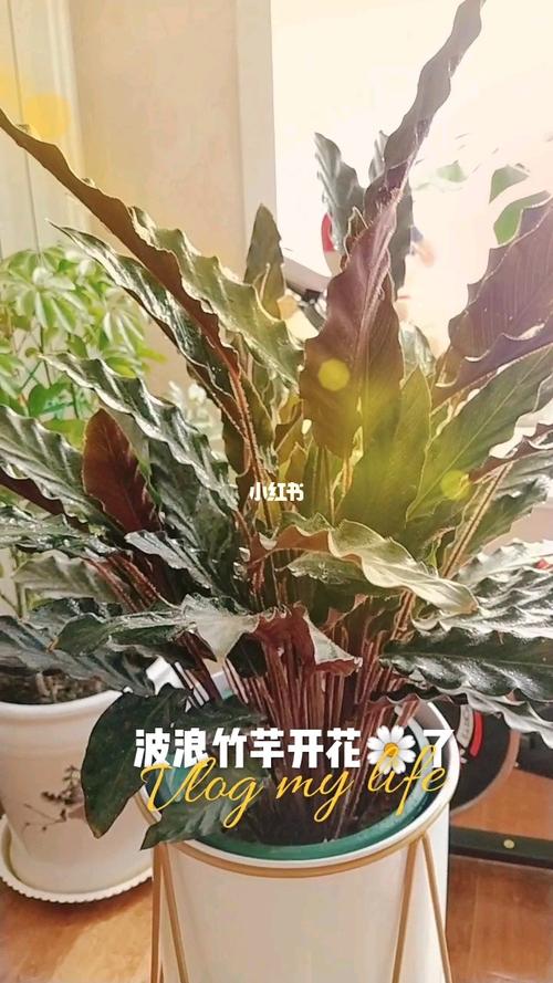 波浪竹芋开花了_城市漫游_假日citywalk_家居家装