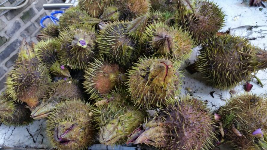 认识这个看着刺毛样的东西,一开始不知道,问之才知,但感觉很怪异,芡实