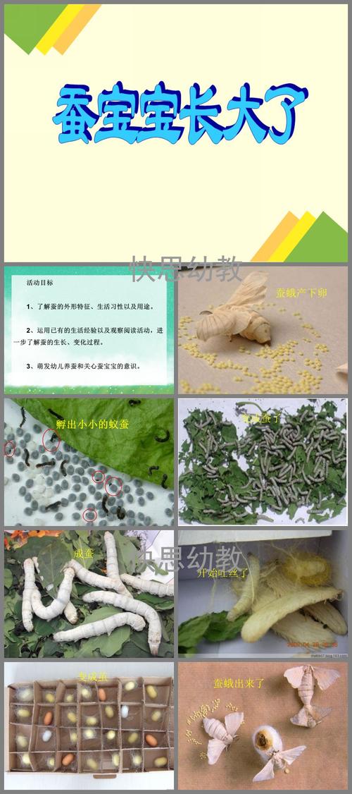 大班科学活动蚕宝宝长大了ppt课件