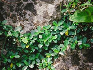 & king (越橘叶蔓榕)