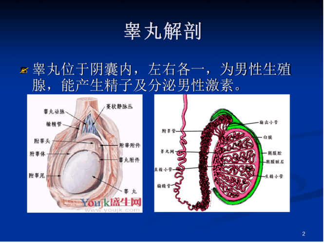 睾丸解剖ppt课件