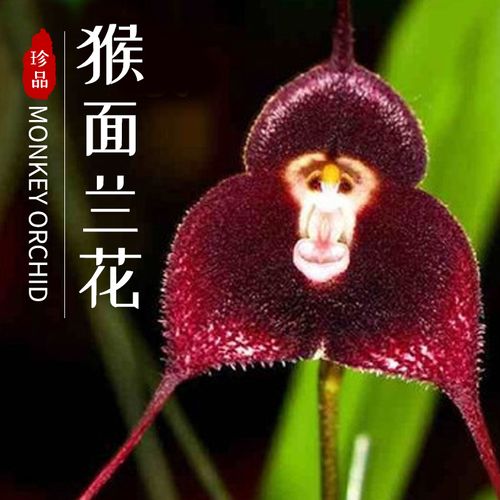 猴面小龙兰_猴脸兰花_德古拉兰花花卉百科图片_培育
