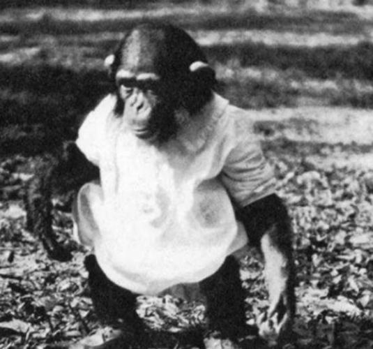 刚刚生下不久的黑猩猩幼仔带回家中,因为他刚出生的儿子也正好是小