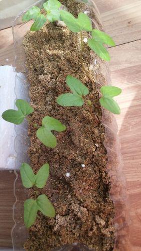 买的人参果,奇葩果.种下已经发芽了,大家看看这种子苗