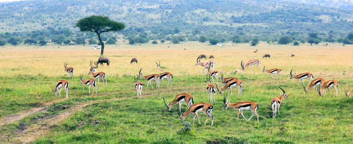 肯尼亚野生动物保护区