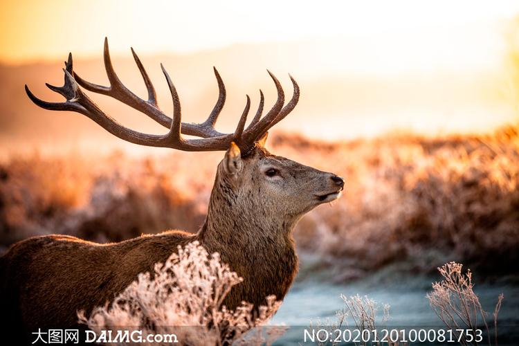 素材信息        麋鹿近景特写高清摄影图片         夕阳下野外马鹿