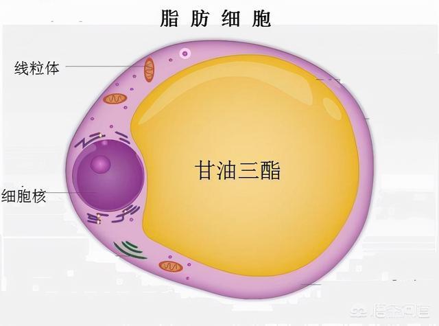 网易首页>网易号>正文申请入驻> 脂肪细胞的结构示意图 来源丨见水印
