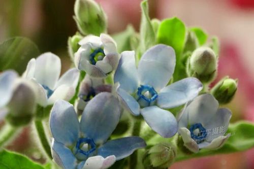 此花是日本蓝星花,日本人称她为"琉璃唐绵",别名彩冠花,尖瓣藤, 天蓝