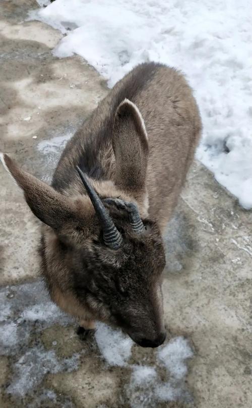快来看~延庆发现了一只"野山羊"