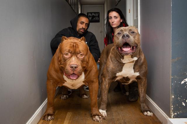 动物园里的大熊猫,单挑一只经过训练的比特犬,熊猫胜算有多大?